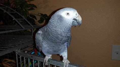Parrot adoption - Our history. Parrot Rescue and Rehabilitation has always been a part of our family's passion! Growing up in Brazil, our grandmother ran a 100-acre Parrot Sanctuary for over 45 years. I always knew I would continue her mission. Central Florida Parrot Rescue was founded in 2018 as a 501c-3 Non-Profit Organization but has been rescuing parrots ...